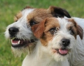 Granlasco Kennel - dott. Ferdinando Asnaghi